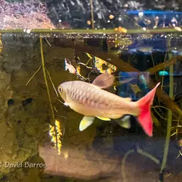 Pinktailed Characin, photo 10