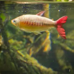 Pinktailed Characin, photo 11