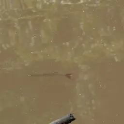 Pinktailed Characin, photo 12