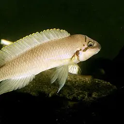 Brichardi Cichlid