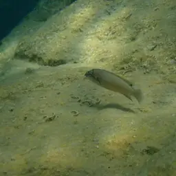 Brichardi Cichlid, photo 2