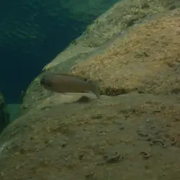 Brichardi Cichlid, photo 3
