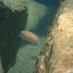 Brichardi Cichlid, photo 4