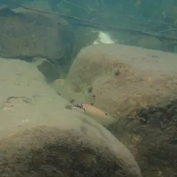 Brichardi Cichlid, photo 5