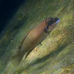 Brichardi Cichlid, photo 6