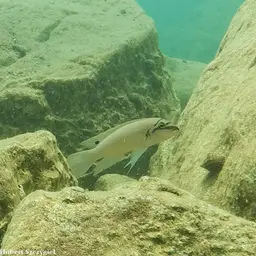 Brichardi Cichlid, photo 7