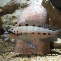 Ndobhoi Cichlid