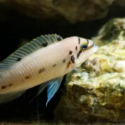 Ndobhoi Cichlid, photo 2