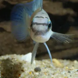 Ndobhoi Cichlid, photo 4