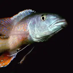 Trout Cichlid