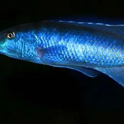 Trout Cichlid, photo 2