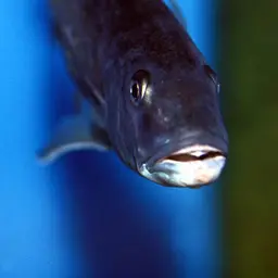Trout Cichlid, photo 3