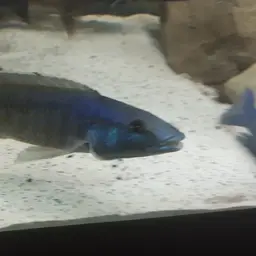 Trout Cichlid, photo 4