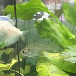 Indian Glassfish, photo 2