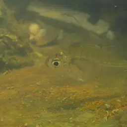 Indian Glassfish, photo 3