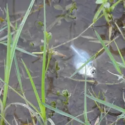 Indian Glassfish, photo 5