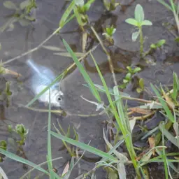 Indian Glassfish, photo 6
