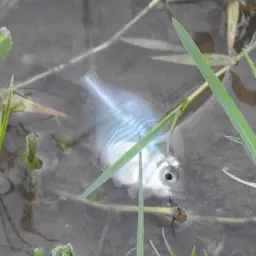 Indian Glassfish, photo 7