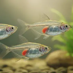 Indian Glassfish, photo 8