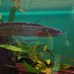 Chel Snakehead, photo 1