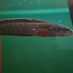 Chel Snakehead, photo 2