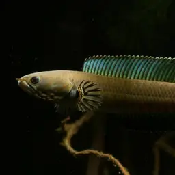 Andrew Rao's Snakehead