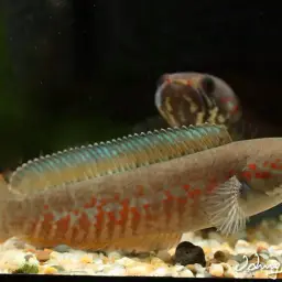Andrew Rao's Snakehead, photo 2