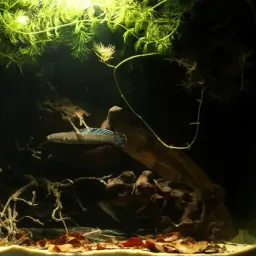 Andrew Rao's Snakehead, photo 3