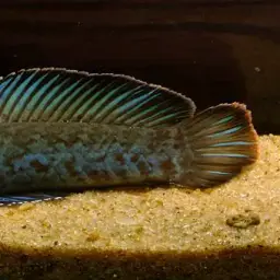 Andrew Rao's Snakehead, photo 4