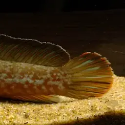 Andrew Rao's Snakehead, photo 5
