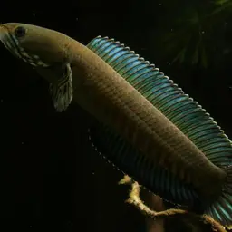 Andrew Rao's Snakehead, photo 7