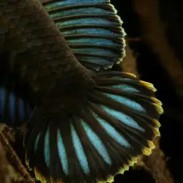 Andrew Rao's Snakehead, photo 8