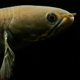 Andrew Rao's Snakehead, photo 9