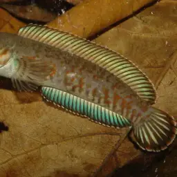Andrew Rao's Snakehead, photo 10