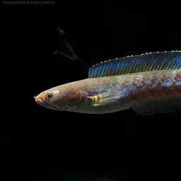 Andrew Rao's Snakehead, photo 11