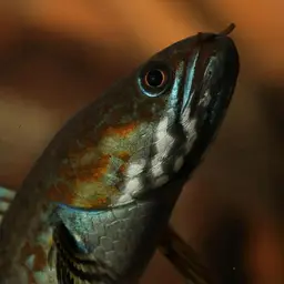 Andrew Rao's Snakehead, photo 12