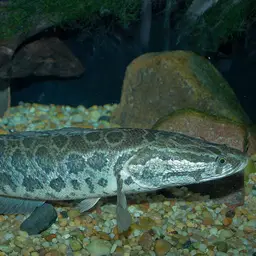 Northern Snakehead