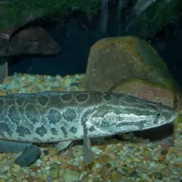 Northern Snakehead, photo 2