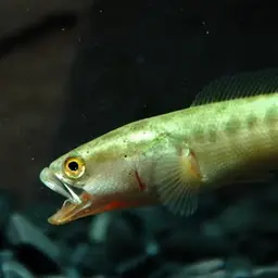 Northern Snakehead, photo 3