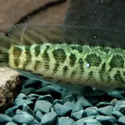 Northern Snakehead, photo 4