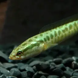 Northern Snakehead, photo 5