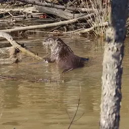 Northern Snakehead, photo 10