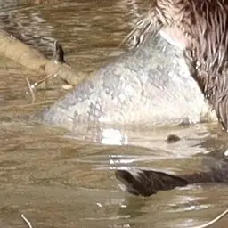 Northern Snakehead, photo 11