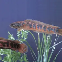 Chinafish