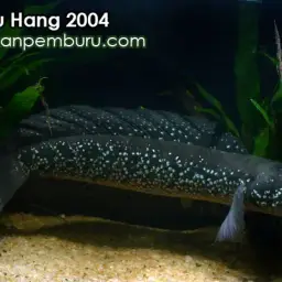 Chinafish, photo 2