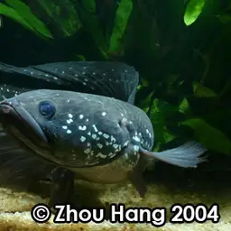 Chinafish, photo 5