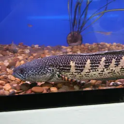Golden Cobra Snakehead, photo 1