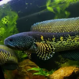 Golden Cobra Snakehead, photo 2