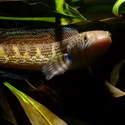 Golden Cobra Snakehead, photo 3