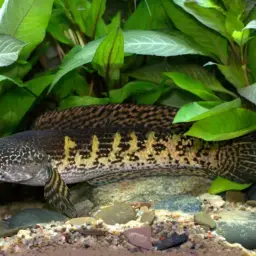 Golden Cobra Snakehead, photo 4